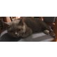 Finchs Penny Lane, Britisch Kurzhaarkatze - Katze