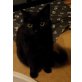 Findelkind - Katze