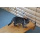 Findelkinder!!! - Kater