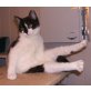 Findus, Europäische Kurzhaarkatze - Kater