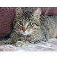 Findus, Mischling - Kater