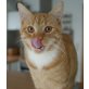 Findus, Mischling/Wohnungshaltung - Kater