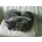 Fini und Luzifer, Kartäuser - Katze