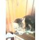 Finja, Hauskatze und Straßenkater - Katze