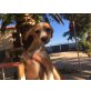 Finja, Mischling Welpen - Hündin