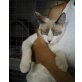 Finja, Siam - Katze