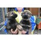 Finja und Frieda, Deutscher Schäferhund Welpen - Hündin