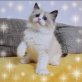 Finley, Ragdoll - Kater