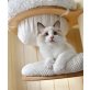 Finley, Ragdoll - Kater