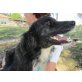 Finn, Border Collie - Rüde