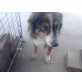 Finn, Collie Mischling - Rüde