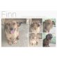 Finn, Dackel-Mix - Rüde