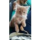 Finn, Maine Coon Ragdoll Katze Mix - Kater