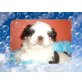 *Finn*, Shih Tzu Welpen - Rüde