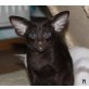 Finnick & Beetee, Orientalische Kurzhaar - Kater