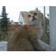 Finya, Britisch Kurzhaarkatze - Katze