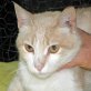 Fiocco, hellroter - Kater