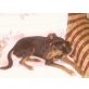 Fiocla, Dobermann-Mischling Welpen - Hündin