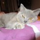 Fiona, Britisch Kurzhaarkatze - Katze