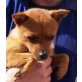 Fiona, Chihuahua Mix - Hündin