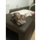 Fiona, Maine Coon - Katze