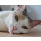 Fiona, Mischling/Wohnungshaltung - Katze