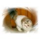 Fiona, Perser - Katze