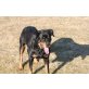 Fiona, Rottweiler - Hündin
