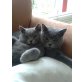 Fiona und Laila, Britisch Kurzhaarkatze - Katze