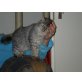 Fiorella, Norwegische Waldkatze - Katze