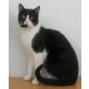 Fiox, zärtlicher schwarz-weißer Kater - Kater