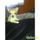 Fipsi, Chihuahua kurzhaariger Schlag Welpen - Rüde