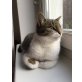 Fipsi und Alice, Zwei Freunde suchen ihren Platz mir Freigang - Katze