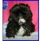 Fire of Chocolate, Shih Tzu Welpen - Rüde