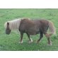 Firebird of Haybrake, Shetland Pony - Stute