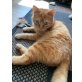 Firefox, Firefox - SOSKatze - Kater