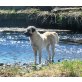Fistik, Kangal - Hündin