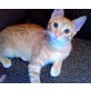 Fitz, FITZ SUCHT LIEBEVOLLES ZUHAUSE - Kater