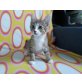 Fiyero, Mischling - Katze