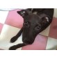 Flaca, Galgo-Mischling - Hündin