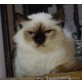 Flami, Heilige Birma - Katze