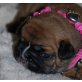 Flare, Französische Bulldogge Welpen - Hündin