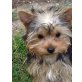 Flasch, Yorkshire Terrier Welpen - Rüde