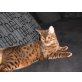 Flash, Bengalkatze - Kater