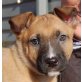 Flash, Boxer Mischling Welpen - Rüde