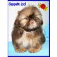 Flash Glitter, Shih Tzu Welpen - Rüde
