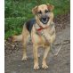 Flash, Schäferhund - Hündin