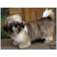 Flash, Shih Tzu - Rüde