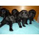 Flat Coated Retriever / Border Collie Welpen - Rüde