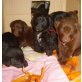 Flat Coated Retriever  - Hündin